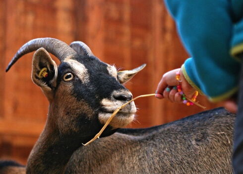 Detailaufnahme einer Ziege, die gefüttert wird