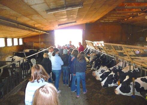 Erlebnis im Kuhstall