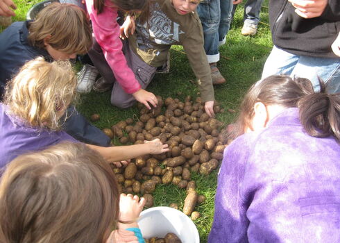 Kartoffelprojekt in Aktion