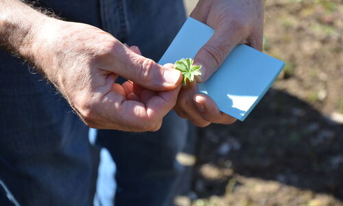 Bestimmungsübung bei einem Blatt