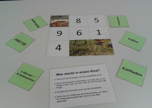 Spiel Was steckt in einem Rind?