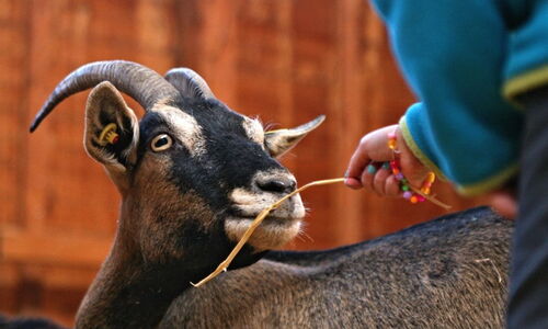 Detailaufnahme einer Ziege, die gefüttert wird